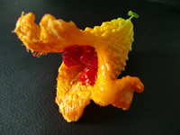 ゴーヤの育て方