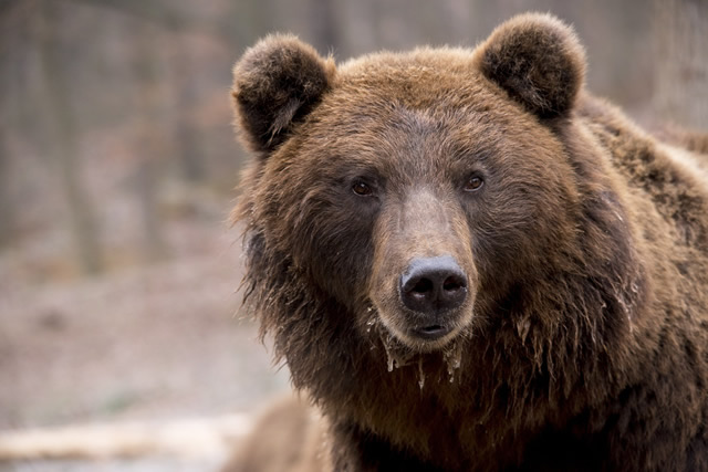 OSO18が遂に駆除される。これまでなぜ捕まらなかったのか